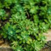 Creeping thyme lawn replacement