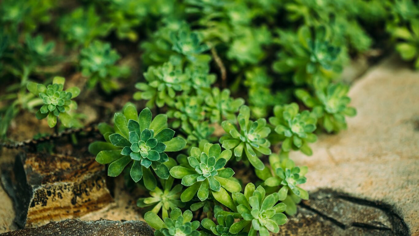 芝生を10月に植えた場合の影響