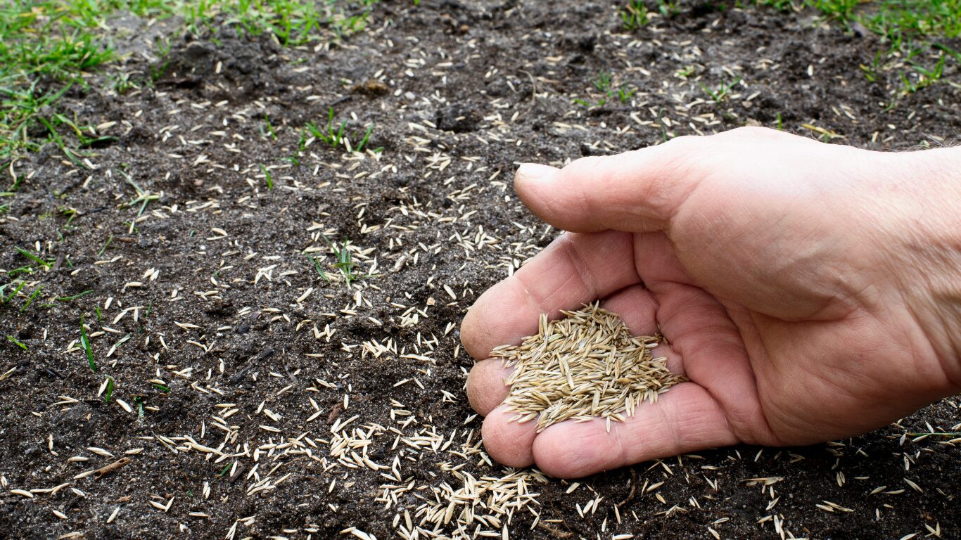 Just sow grass seeds