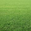 Summer grass dies