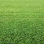 Summer grass dies