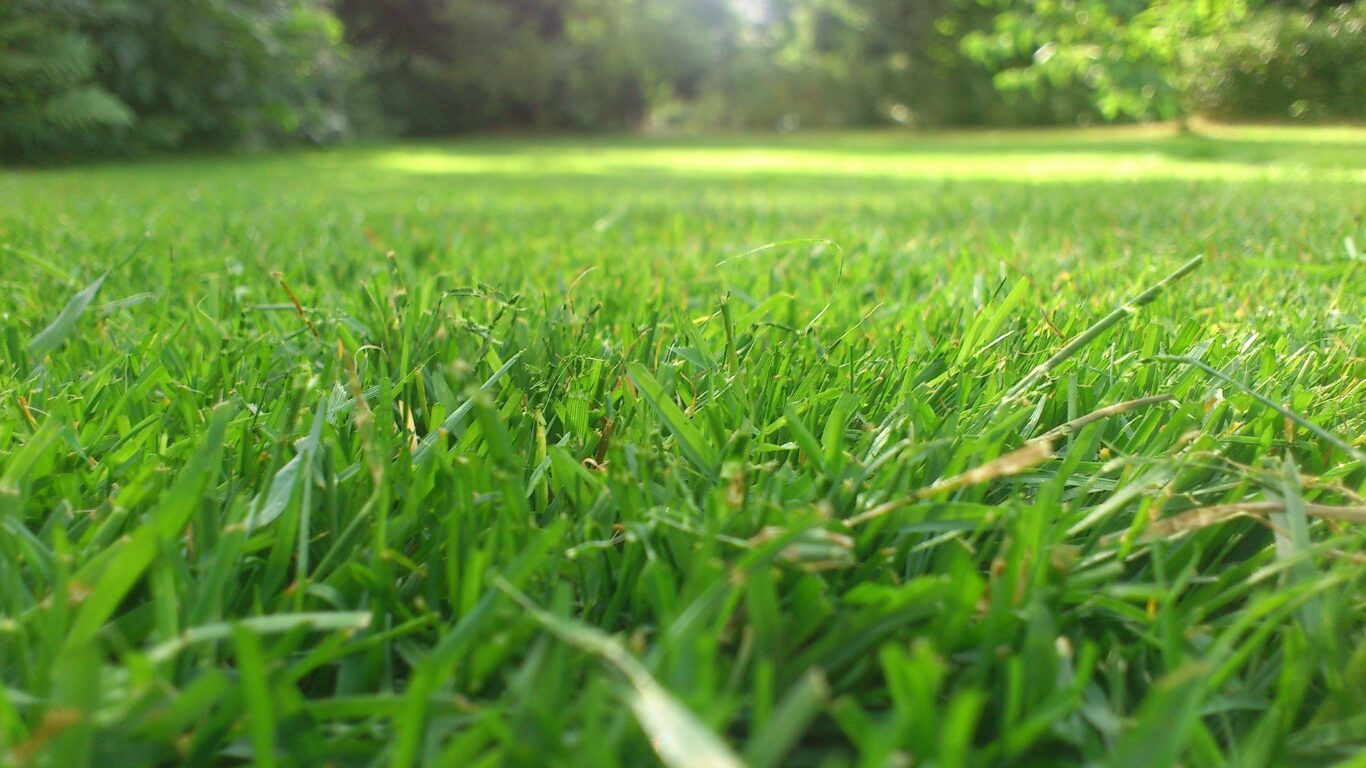 防草シートで芝生を枯らす方法