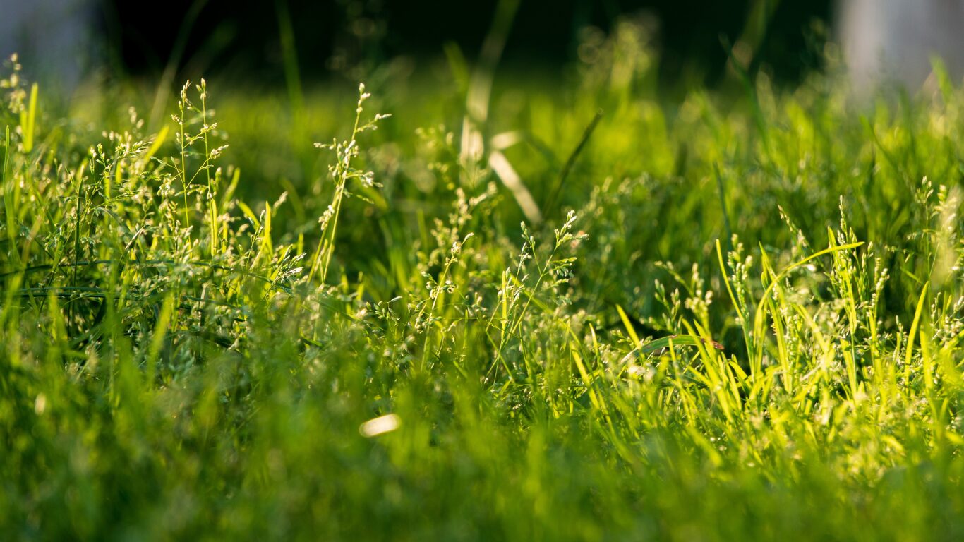 芝生の目土の入れすぎを防ぐ正しい知識