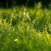 grass-killing herbicide
