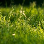 grass-killing herbicide