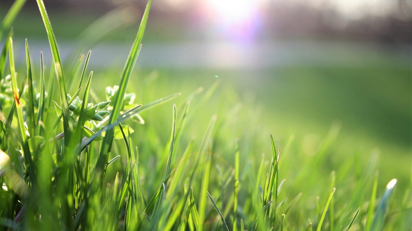 夏に枯れた芝生はどうする?復活と対策の方法