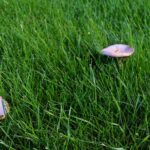 Mushrooms growing on the lawn
