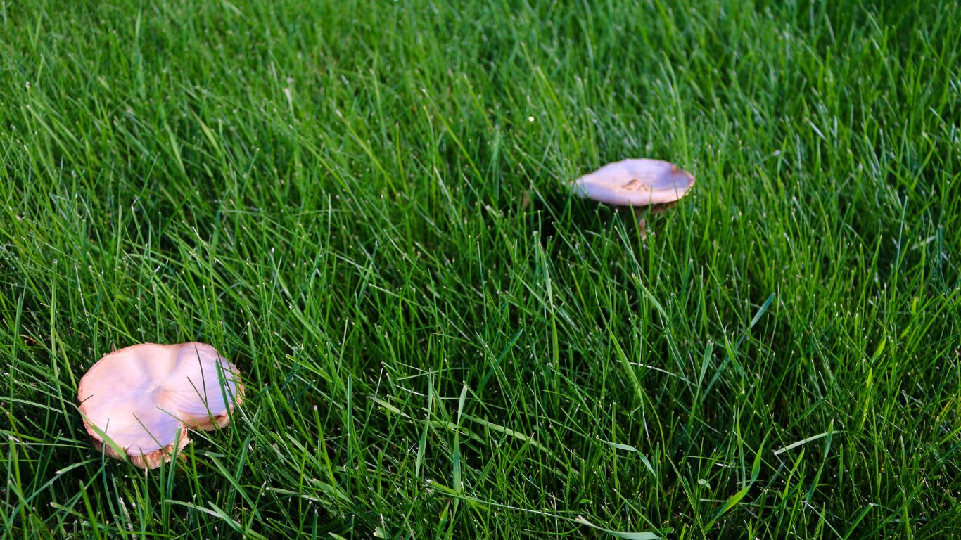 Mushrooms growing on the lawn
