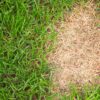 Lawn lifespan