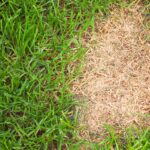 Lawn lifespan