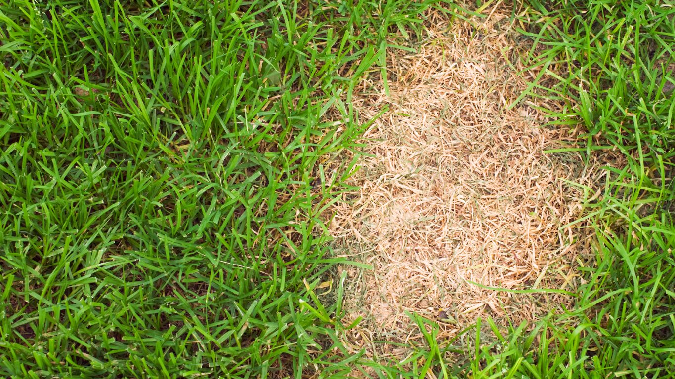Lawn lifespan