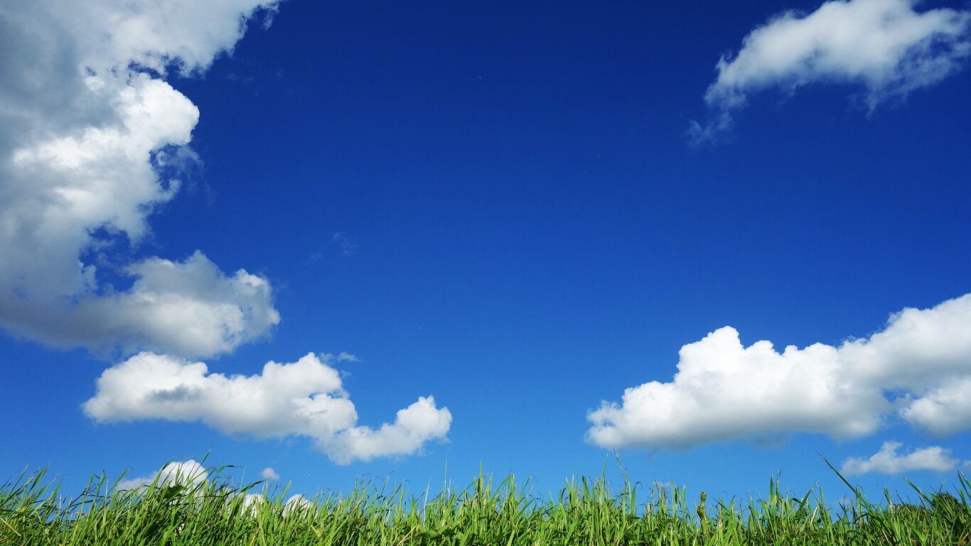 荒れた芝生を再生する方法