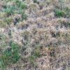 The grass at the hardware store is dead
