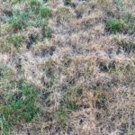 The grass at the hardware store is dead