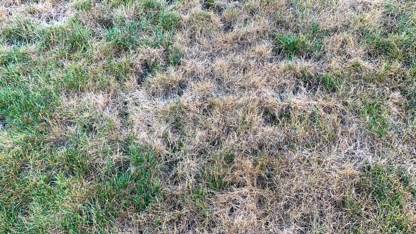 The grass at the hardware store is dead
