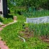 1 bunch of grass area