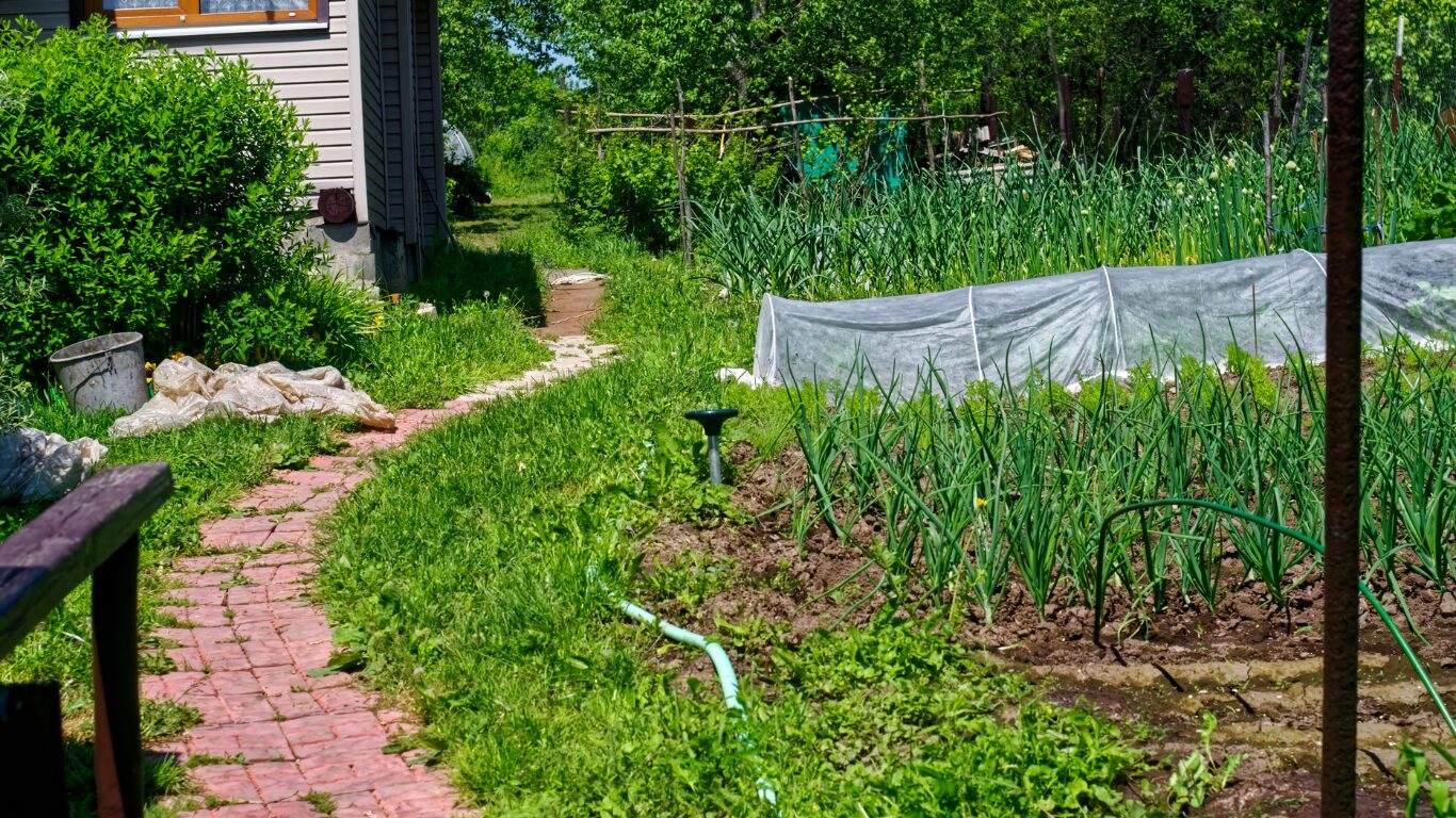 1 bunch of grass area